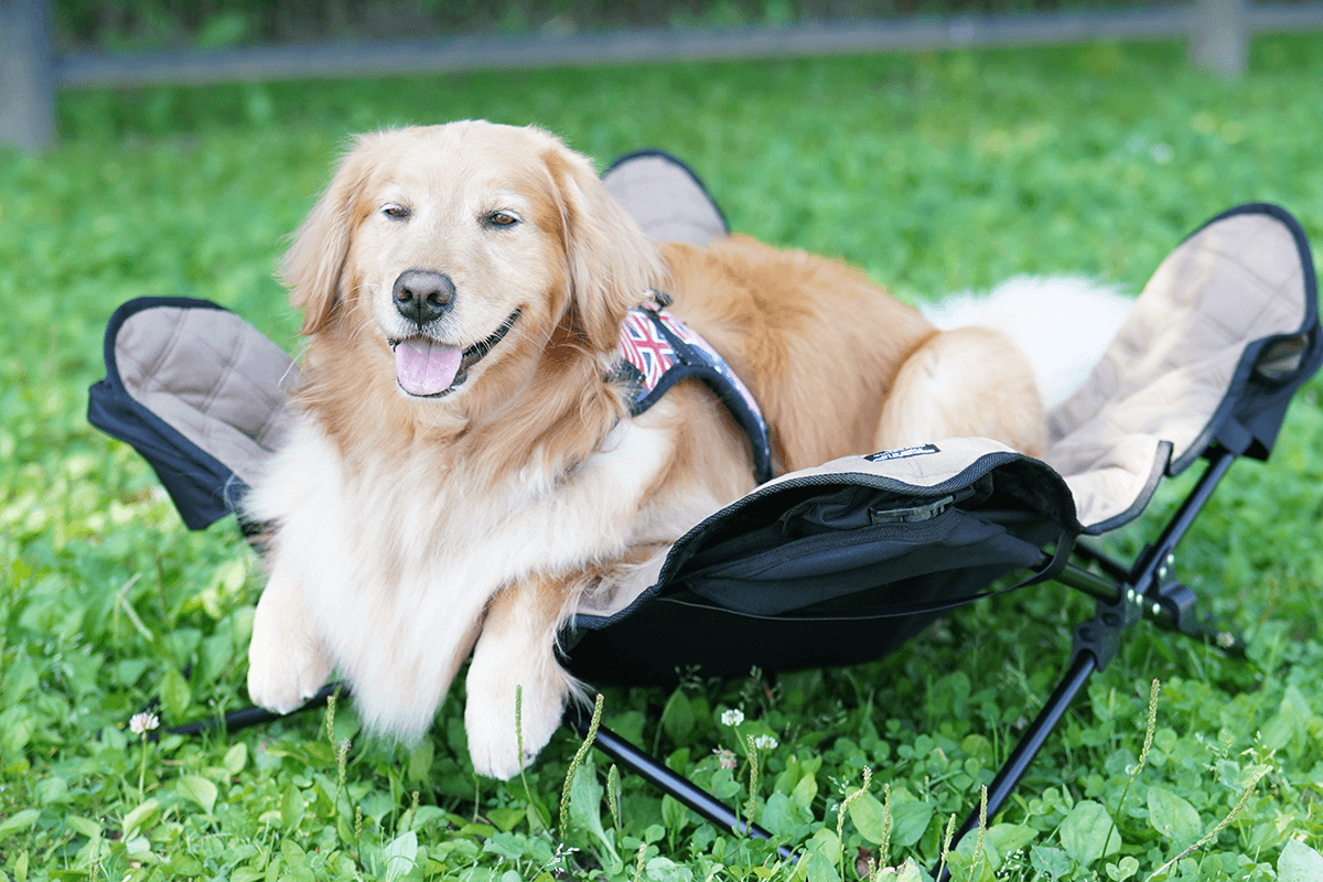 愛犬の大きさに合わせた快適な特等席を選ぶ